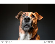 Load image into Gallery viewer, Pets Lightroom presets collection
