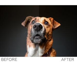 Pets Lightroom presets collection